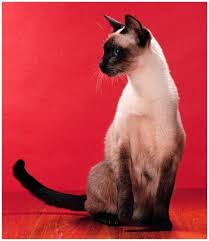 Typical Siamese cat