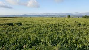 yaprak gübresi ile ilgili görsel sonucu