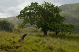 Resultado imagen para las imágenes del Parque Nacional de Komodo