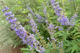 Tetradium daniellii var. hupehensis에 대한 이미지 검색결과