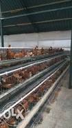 Image result for chicken cage