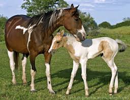 Image result for HORSE