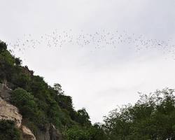 Image of Visitors watching the bat exodus at Battambang Bat Cave