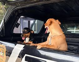 Dois cães são resgatados e dono perde provisoriamente a guarda