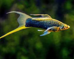 تصویر Swordtail fish