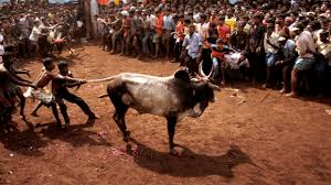 Image result for jallikattu images