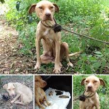 In the quiet corner of an old yard, a brave mother dog was ...