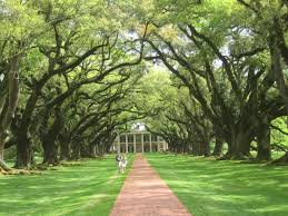 Image result for Tree plantation