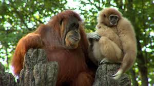 Image result for gibbon
