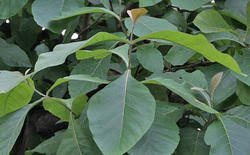 Image result for sagwan image green tree image