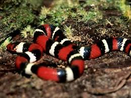 Image result for king snake