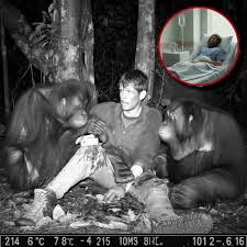 Gorilla rescues man from car crash