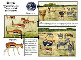 Image result for organisms and their environment