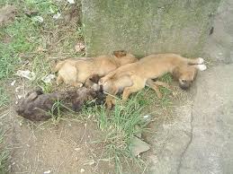 Resultado de imagem para imagens fofas de vira latas