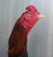 Hasil gambar untuk ayam birma hari ini