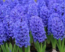 S&uuml;mb&uuml;l &ccedil;i&ccedil;eği