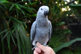 Image result for african grey parrot for sale
