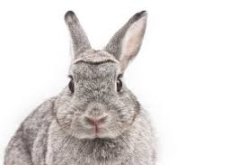Image result for RABBIT