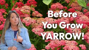 Related video thumbnail