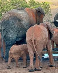 Elephant Stories with Fiona 🐘💙 (@elephant_stories_with_fiona) • Instagram photos and videos
