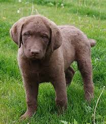 Image result for "Chesapeake bay retriever"