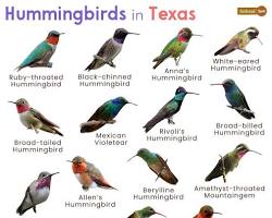 Image of Hummingbird in Texas