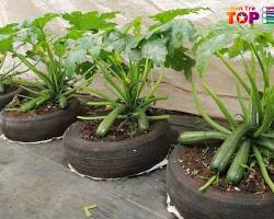 Hình ảnh về Shop Hạt Giống Hải Thụy