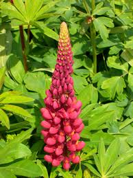 Image result for lupine