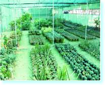 Image result for sagwan image green tree image