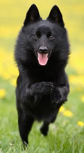 Image result for Schipperke