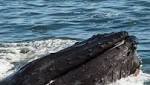 Whale dies after swallowing plastic