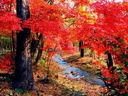 Resultado de imagen para hojas de arboles en otoño de noche