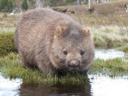 Image result for wombat