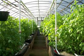 GREENHOUSE VEGETABLES ile ilgili görsel sonucu