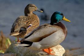 Image result for Ducks