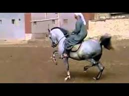 Image result for IRAN HORSES