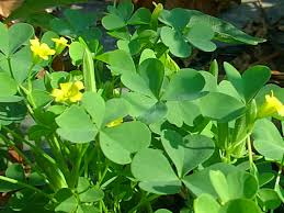 four leaf clover plant కోసం చిత్ర ఫలితం