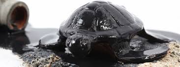 Image result for images of oil spillage