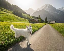 Image of Switzerland landscape with dog