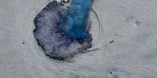 Police warn of venomous wildlife washing ashore in Myrtle Beach