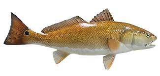 Image result for red fish
