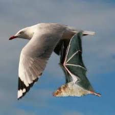 external image images?q=tbn:ANd9GcQIWIZHI7x9GxY20JUJrpHUHpOupWd5covp7fzb4z3Okg8DiXQ2