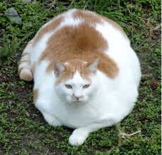 Image result for obesity cat