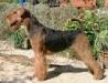 Airedale- Pets Pinterest Airedale Terrier, Terriers et Chiot Terrier