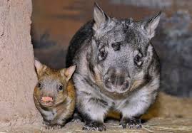Image result for wombat