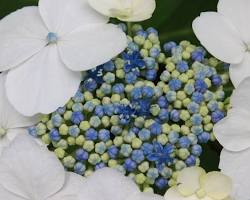 Image de Mophead, Lacecap, and Oakleaf hydrangeas