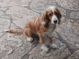 Doy un perro pekinés en adopción, está un poco enfermo necesita ser atendido , su familia se va de viaje y no puede permitirse cuidarla😞 | Facebook