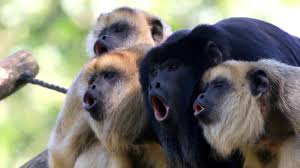 Image result for MONKEYS