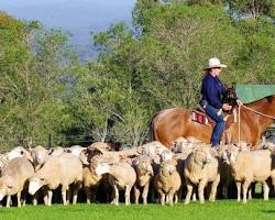 Tobruk Sheep Station的圖片