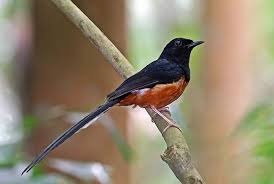 Hasil gambar untuk murai batu